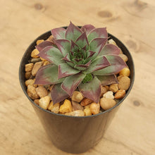 Load image into Gallery viewer, Sempervivum Mahogony