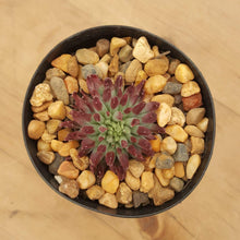 Load image into Gallery viewer, Sempervivum Griggs Surprise