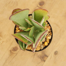 Load image into Gallery viewer, Crassula arborescens