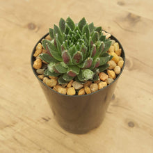 Load image into Gallery viewer, Sempervivum Cannon Balls