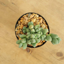 Load image into Gallery viewer, Delosperma lehmannii