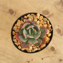 Load image into Gallery viewer, Echeveria Briar Rose