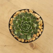 Load image into Gallery viewer, Sempervivum Cannon Balls