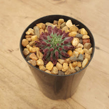 Load image into Gallery viewer, Sempervivum Griggs Surprise