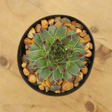 Load image into Gallery viewer, Sempervivum Blue Grey Dark Tips