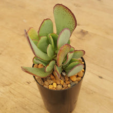Load image into Gallery viewer, Crassula arborescens