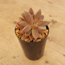Load image into Gallery viewer, Sedum Bronze Delight