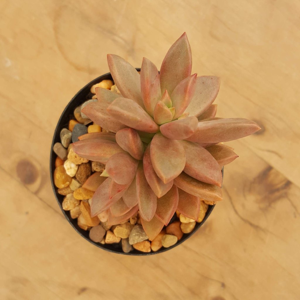 orange delight succulent Sedum Bronze Delight – Mick's Succulents