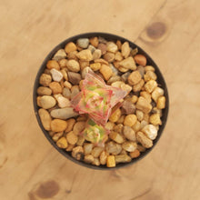 Load image into Gallery viewer, Crassula perforata Variegata