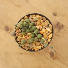 Load image into Gallery viewer, Senecio String Of Pearls - Giant Form