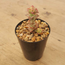Load image into Gallery viewer, Crassula perforata Variegata
