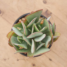Load image into Gallery viewer, Crassula arborescens