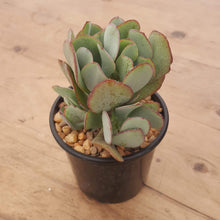 Load image into Gallery viewer, Crassula arborescens