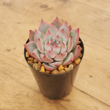 Load image into Gallery viewer, Echeveria lindsayana
