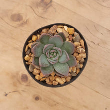 Load image into Gallery viewer, Echeveria peacockii x setosa var. secunda