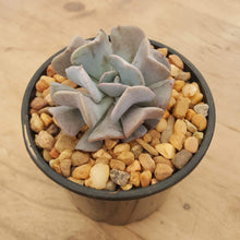 Load image into Gallery viewer, Echeveria Cubic Frost