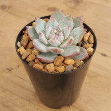Load image into Gallery viewer, Echeveria Blue Bird