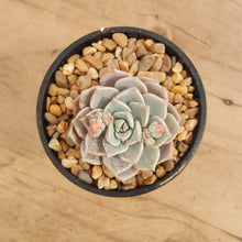Load image into Gallery viewer, Graptoveria Titubans