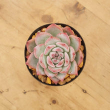 Load image into Gallery viewer, Echeveria lindsayana
