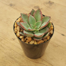 Load image into Gallery viewer, Echeveria Riga