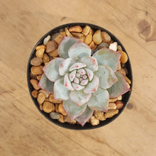 Load image into Gallery viewer, Echeveria Blue Bird