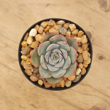 Load image into Gallery viewer, Echeveria Hercules