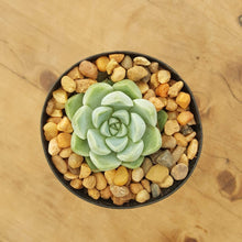 Load image into Gallery viewer, Echeveria albicans