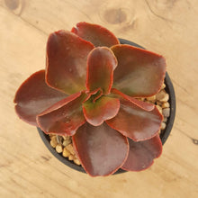 Load image into Gallery viewer, Echeveria Chocolate