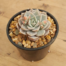 Load image into Gallery viewer, Graptoveria Titubans