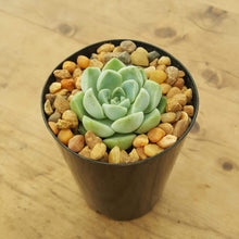 Load image into Gallery viewer, Echeveria albicans