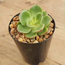 Load image into Gallery viewer, Echeveria agavoides Katerina