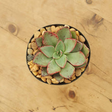 Load image into Gallery viewer, Echeveria Riga