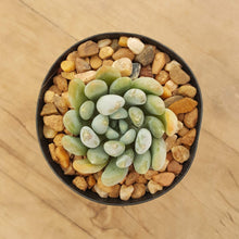 Load image into Gallery viewer, Pachyveria clavifolia