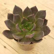 Load image into Gallery viewer, Echeveria Black Prince