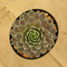 Load image into Gallery viewer, Sempervivum Centenial