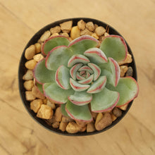 Load image into Gallery viewer, Echeveria Haru Urara