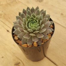 Load image into Gallery viewer, Sempervivum Centenial