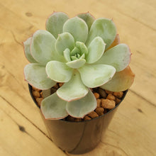 Load image into Gallery viewer, Echeveria Subcorymbosa Lau 026