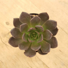 Load image into Gallery viewer, Echeveria Black Prince