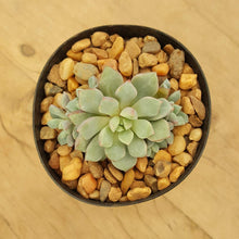 Load image into Gallery viewer, Echeveria Subcorymbosa Lau 030