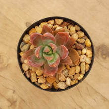 Load image into Gallery viewer, Graptosedum Paddy Peate