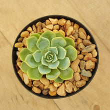 Load image into Gallery viewer, Echeveria Glauca