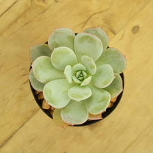 Load image into Gallery viewer, Echeveria Subcorymbosa Lau 026