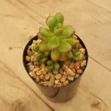 Load image into Gallery viewer, Sedum lucidum