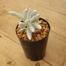 Load image into Gallery viewer, Senecio haworthii