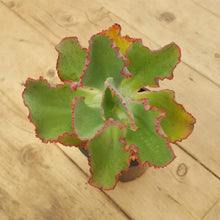 Load image into Gallery viewer, Echeveria Dick's Pink