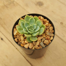 Load image into Gallery viewer, Echeveria Glauca