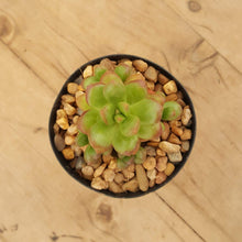 Load image into Gallery viewer, Sedum lucidum