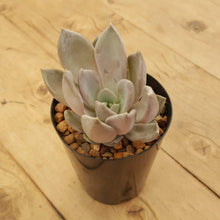 Load image into Gallery viewer, Echeveria Beverley