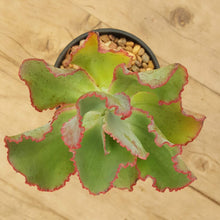 Load image into Gallery viewer, Echeveria Dick's Pink